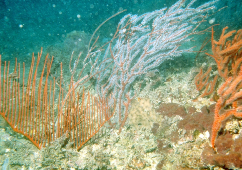 Share the acidity of Great Barrier Reef